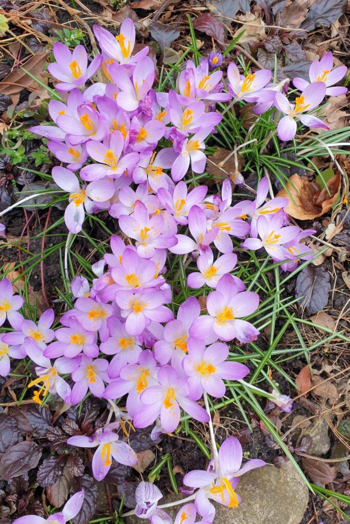 Krokus erobert unseren Garten