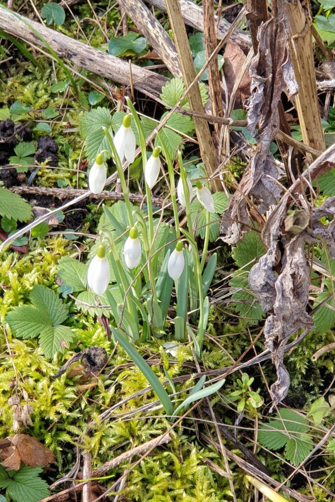 Weitere Frühlingsboten