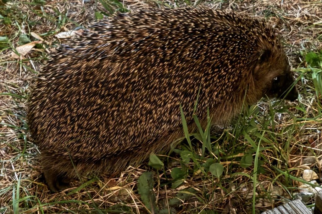 Tierischer Besuch