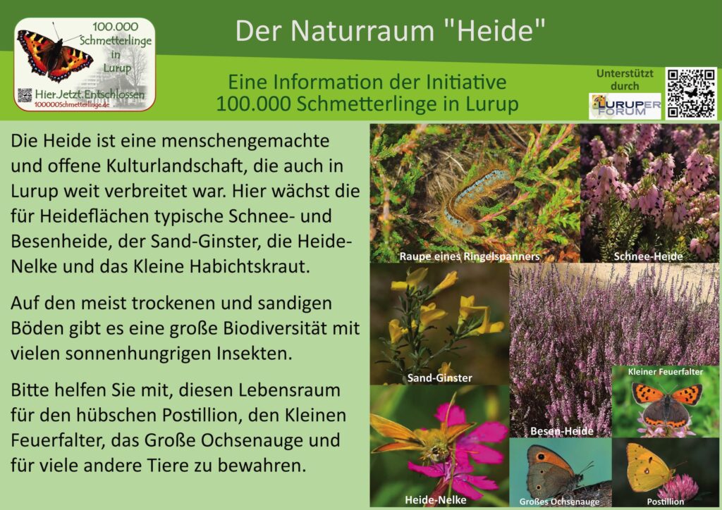 15: Die Heide
