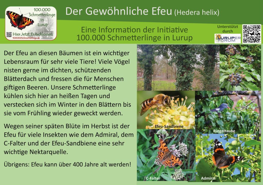 25: Der Gewöhnliche Efeu