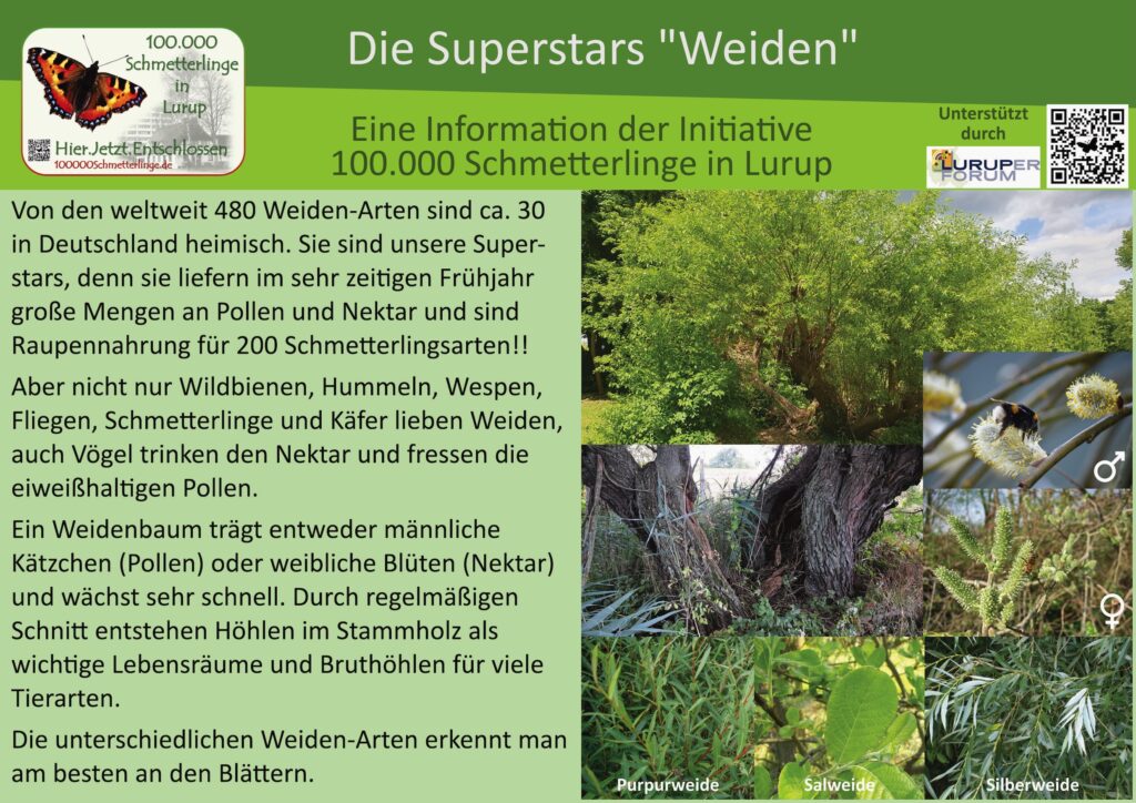 28: Die Weiden