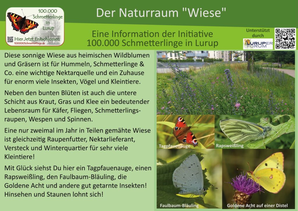 4: Die Wiese