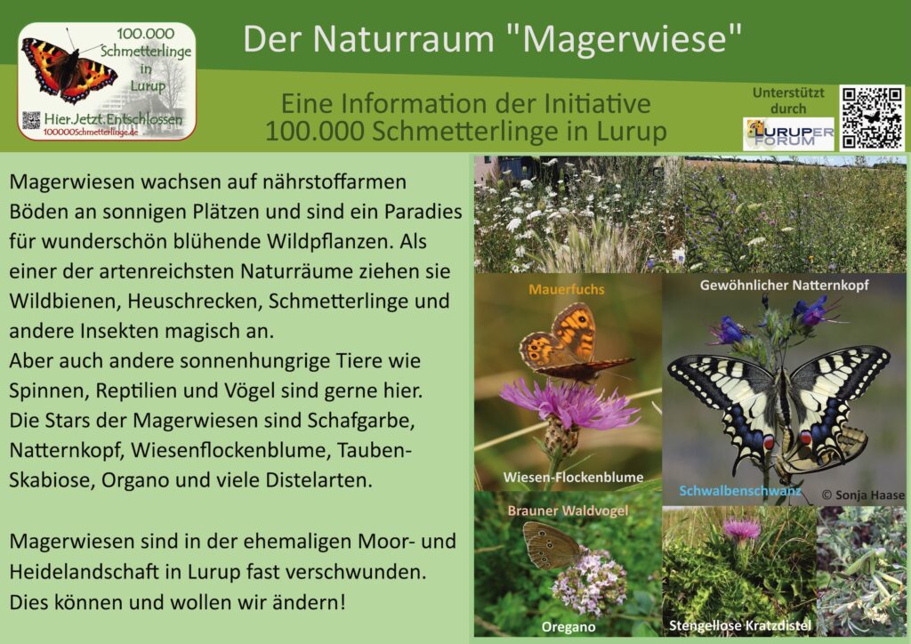 6: Die Magerwiese