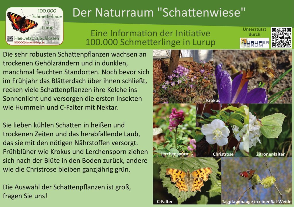 7: Die Schattenwiese