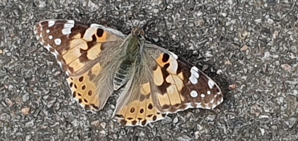 Distelfalter