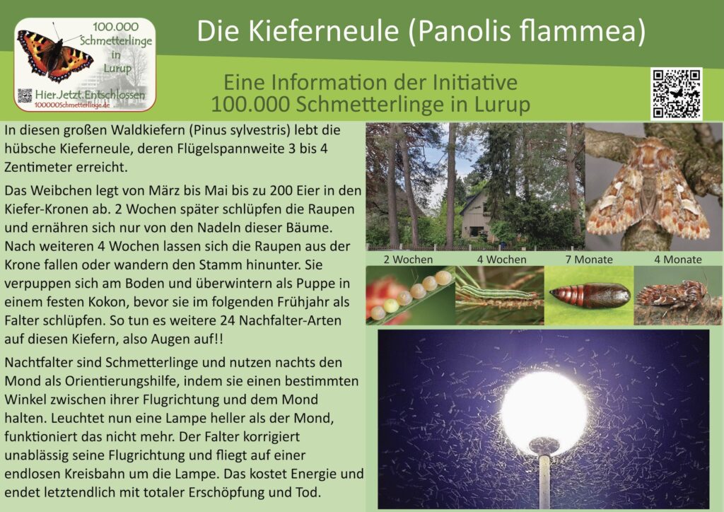 Schild 33: Die Kieferneule