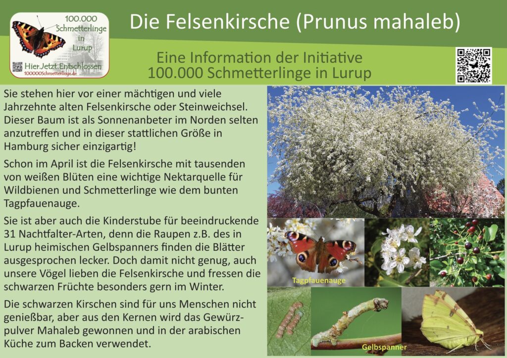 Schild 41: Die Felsenkirsche