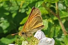 Karussell_Braunkolbiger_Braundickkopffalter