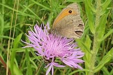Karussell_Grosses_Ochsenauge