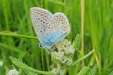 Karussell_Hauhechel-Blaeuling