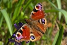 Karussell_Tagpfauenauge
